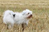 TERRIER DU TIBET 091